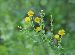Image result for Lactuca setosa