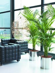 Kentia Palme Exotisch Und Popular Pflanzen Und Blumen Wohnzimmer Pflanzen Kentia Palme Buropflanzen