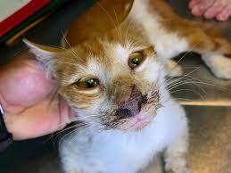 Just like in people, most cats can fight it off; Calicivirus In Cats Causes Symptoms Treatment We Re All About Cats