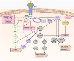 Image result for PIK3CA Inhibitor