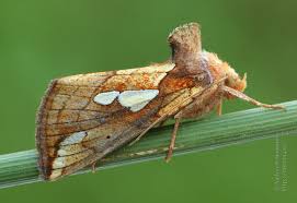 Image result for Plusia putnami