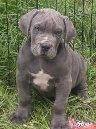 Maybe you would like to learn more about one of these? Undisco 2 Starchild Ii 155 Lbs Of The Best Possible Boerboel Bow Down Bengal A Beautiful Young Tig In 2021 South African Mastiff African Boerboel Boerboel Puppies