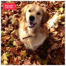 Résultat de recherche d'images pour "golden retriever"