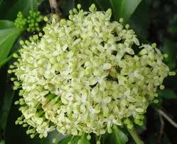 Image result for Psydrax fragrantissima