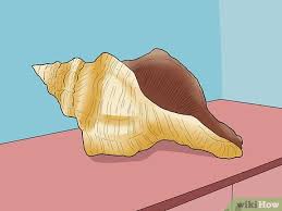 Cleaning conch shells without bleach. How To Clean Conch Shells 10 Steps With Pictures Wikihow