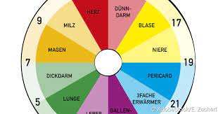 Auch die moderne naturwissenschaft hat eine innere uhr des körpers längst nachgewiesen. Organuhr So Funktioniert Sie Mylife De