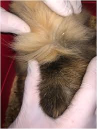 Image result for what do Cheyletiella look like in dog fur