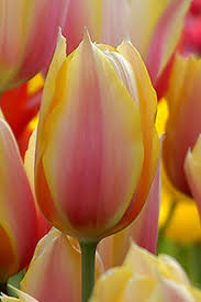 Tulip Blushing Beauty Dutch Garden World Tulips Flowers Flower Garden Images Flower Garden Pictures