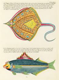 Free Public Domain Www Rawpixel Com Colourful And Surreal Illustrations Of Fishes Found In Moluccas Indonesi Illustration History Encyclopedia Marine Life