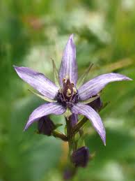 Image result for Swertia welwitschii