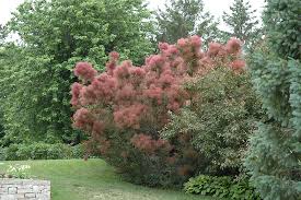 Photo for print, or web illustrations. Royal Purple Smokebush Cotinus Coggygria Royal Purple In Boston Hopkinton Chelmsford Hingham Middleborough Massachusetts Ma At Weston Nurseries