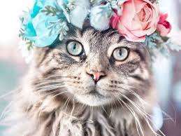 These pictures of dog flowers have been floating around the web for awhile now. Cats Dogs Flowers Unusual Photo Portraits Of Beloved Pets Zhurnal Yarmarki Masterov