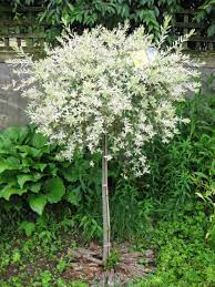 June 2012 Newenglandgardenandthread Dappled Willow Tree Garden Tours Lawn And Garden