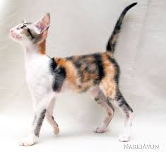 Beautiful Black And White Spotted Cat Narkiayun Odalisca Black Spotted Torbie White Oriental Shorthair Female Pretty Cats Bicolor Cat Oriental Cat