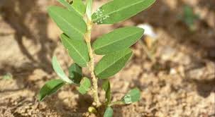 Image result for Phyllanthus ovalifolius