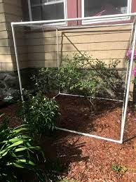 Jul 11, 2021 · the texarkana gazette is the premier source for local news and sports in texarkana and the surrounding arklatex areas. How To Build A Simple Diy Blueberry Bush Cage Everyday Old House