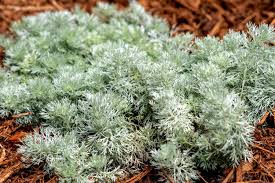 Image result for Artemisia sp.no.1