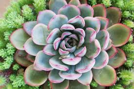 エケベリア 花うらら Echeveria Pulidonis 育て方 ゆるぷ