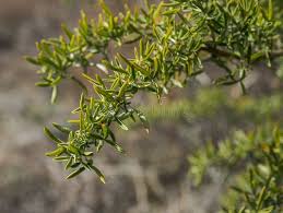 Image result for Adenocarpus