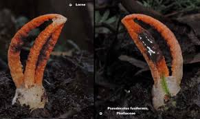 Image result for Pseudocolus schellenbergiae