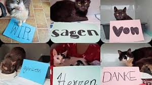 Was braucht eine katze in der wohnung? Wie Es Den 113 Katzen Aus Der Pforzheimer Messie Wohnung Heute Geht