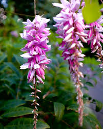 Image result for Indigofera demissa