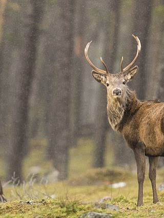Red deer | Rewilding Britain