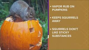 Squirrels are omnivores and so eat plants and animals. Who Knew You Could Use Vapor Rub On Pumpkins To Keep Squirrels From Eating Pumpkins Youtube
