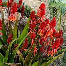 Image result for Aloe carnea