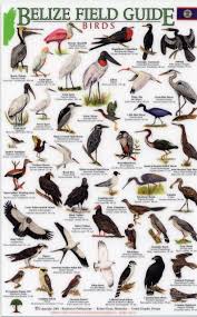 Garden Birds Of South Africa Pictures And Names Pin By Liz Hull On Wildlife South African Birds Birds Pet Birds