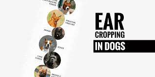 Check spelling or type a new query. Ear Cropping In Dogs Price Legality Surgery Aftercare