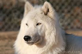 An All White Wolf Dog My Dream Dog White Wolf Dog Wolf Hybrid Wolf Dog