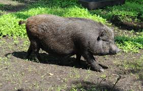 Join millions of people using oodle to find pets. Why No One Should Buy A So Called Teacup Pig Peta