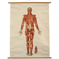 Anatomical Wall Chart Of The Muscles Circa 1960s
