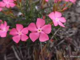 Image result for Vincetoxicum apiculatum