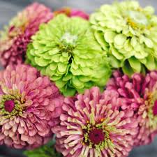 With an area of 260,000 square kilometers (100,000 sq mi), it is the hottest desert in mexico. Jora Dahl Zinnia Elegans Queen Red Lime Zinnia 1 Package Bloomling International