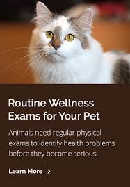 During the years of 1983 to 2013, he. Meet Our Vets At Pet Doctor Tucson Veterinary Hospital