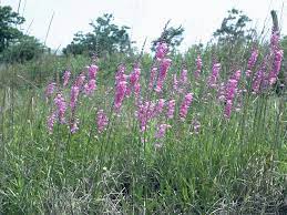 Windy conditions often stunt growth and stress plants making them susceptible to pests and diseases. Physostegia Virginiana Fall Obedient Plant Npin