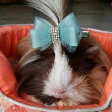 Pin On Animals Cavies