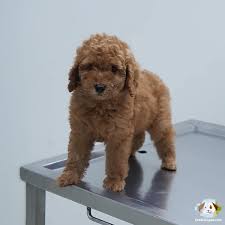 Tuy Dokmeyen Koku Yapmayan Toy Poodle Yavrulari
