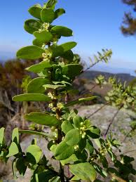 Image result for Clutia paxii