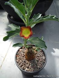 Image result for Pterodiscus aurantiacus