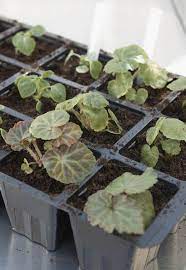 Wildflower plug plants are available from specialist wildflower and grass suppliers.they usually arrive. Alan Titchmarsh S Top Tips On Plug Plants Express Co Uk