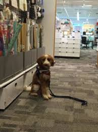 I think nothing else in our life could supply us with more it is so pleasant to know that somebody needs you and loves you only for the fact that you exist. The Ultimate Dog Friendly Stores List 38 Well Known Stores That Allow Dogs With Proof
