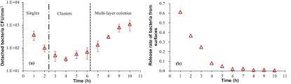 Bacterial Growth Detachment And Cell Size Control On Polyethylene Terephthalate Surfaces Scientific Reports