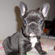 We did not find results for: French Bulldog Puppies Mn Petfinder