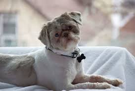What type of hair does a shih tzu have? Haircut Shih Tzu Short Hair Novocom Top