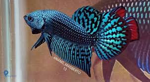 Beberapa daerah yang memiliki basis ikan cupang terbesar yaitu jawa, kalimantan, sumatera dan sulawesi. Hasilkan Jutaan Rupiah Dari Hobi Ini Kisah Pengusaha Wild Betta