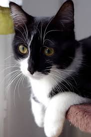 Black And White Cat With Gold Eyes 