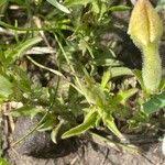 Image result for Cycnium